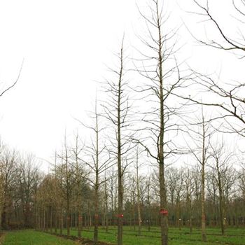GBI_Sol_baum_6xv_150-200x35-40x500-700_R_STA1073_15_12_06_15321.jpg