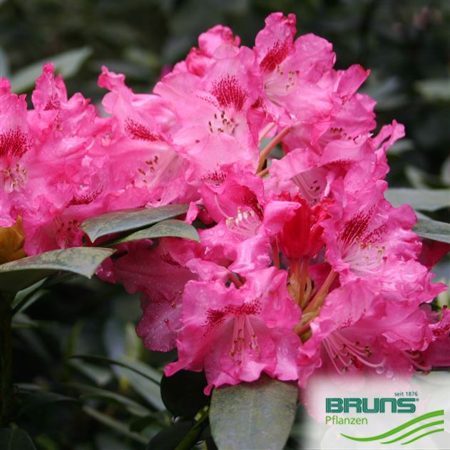 Rhododendron yakush. 'Bad Zwischenahn' von Bruns Pflanzen