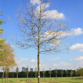 GTSK_Sol_baum_6xv_300-400x50-60x700-900_STH300_R_WE562_24_09_07_20176.jpg