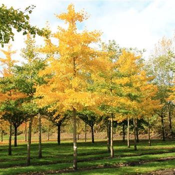 GBI_Sol_baum_6xv_150-200x35-40x500-700_R_GE-HM1094_24_10_07_20902.jpg