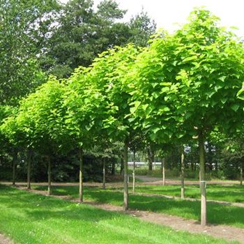 CBAU_Sol_baum_5xv_STU30-35_Kr_br150-200_R_J_HE372_10_08_09_30381.jpg
