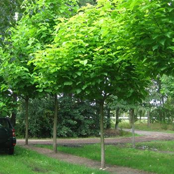 CBAU_Sol_baum_5xv_STU30-35_Kr_br150-200_2_R_J_HE372_10_08_09_30379.jpg