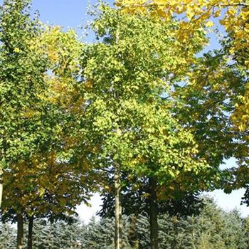 GBI_Sol_baum_6xv_150-200x35-40x500-700_R-SCHR1040_2_28_10_05_5446.jpg