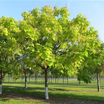 CBAU_Sol_baum_6xv_200-300x50-60_STH200_R-1054_07_10_13_ahl_38378.JPG