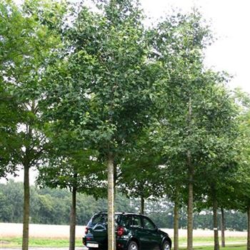 GBI_Sol_baum_6xv_150-200x35-40x500-700_STH220_R_SCHR1040_15_08_05_3135.jpg