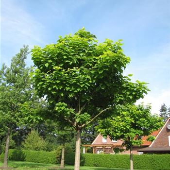 CBAU_Sol_baum_6xv_200-300x50-60a_R-1202_18_08_15_jh_41261.jpg