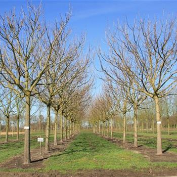 CBAU_Sol_baum_6xv_STU-50-60_Kr_br200-300_R_GE-HM1093_20_03_09_28517.jpg