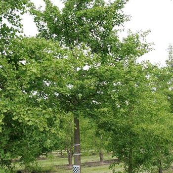 GBI_Sol_baum_7xv_200-300x45-50x700_OH_FI1049_31_05_07_18217.jpg