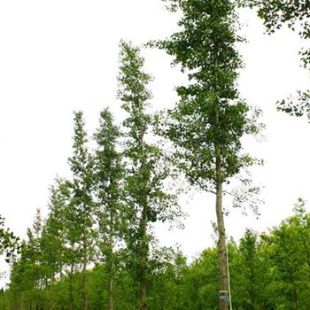 GBI_Sol_baum_200-300x45-50_STH280_Ges_hoehe_-900_OH_FI1052_16_06_05_1722.jpg