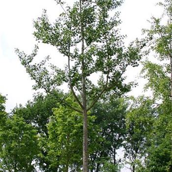 GBI_Sol_baum_7xv_200-300x45-50x700-900_STH300_R_BU1132_16_06_05_1812.jpg
