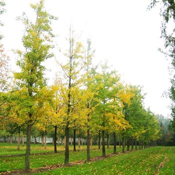 GBI_Sol_baum_200-300x50-60x700-900_R_BU1132_2_31_10_06_14184.jpg