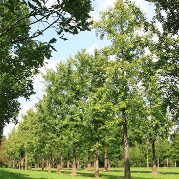 GBI_Sol_baum_7xv_200-300x60-70x700-900_R_BU1132_13_08_07_19354.jpg