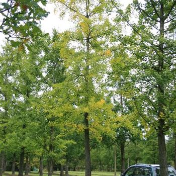GBI_Sol_baum_7xv_200-300x60-70x700-900_R_BU1132_08_10_07_20402.jpg