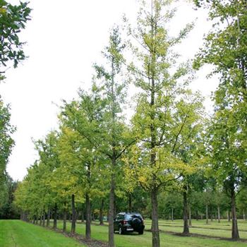 GBI_Sol_baum_7xv_200-300x60-70x700-900_R_BU1132_3_08_10_07_20401.jpg