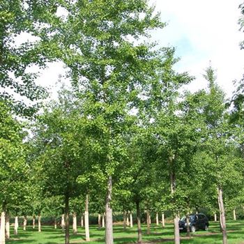 GBI_Sol_baum_STU70-80_STH190_Kr_br300-400_Ges_hoe700-900_R_BU1132_11_08_06_12780.jpg