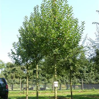 MSY_Sol_baum_5xv_150-200x25-30_R_STA1072_3_13_09_06_13353.jpg