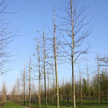 GTIN_Sol_baum_4xv_150-200x20-25x400-500_R_WE561_02_12_05_6594.jpg