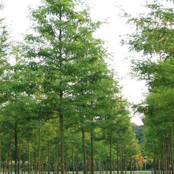 GTIN_Sol_baum_5xv_200-300x30-35x500-700_R_HE514_25_09_08_25398.jpg