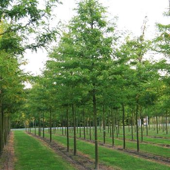 GTIN_Sol_baum_5xv_200-300x30-35x500-700_R_HE514_2_25_09_08_25397.jpg