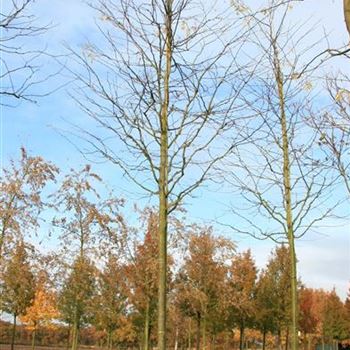 GTIN_Sol_baum_5xv_200-300x30-35x500-700_R_ON1060_3_31_10_07_20904.jpg