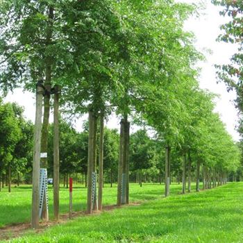 GTIN_Sol_baum_5xv_200-300x30-35+x500-700_Staemme_2_R_BRE99_10_08_09_30401.jpg