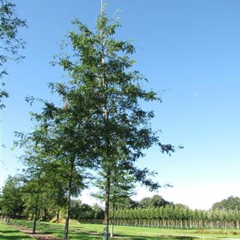 GTIN_Sol_baum_5xv_200-300x35-40x500-700a_R-43_26_08_13_jh_37922.jpg