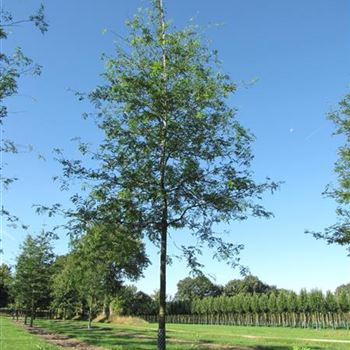 GTIN_Sol_baum_5xv_200-300x35-40x500-700_R-43_26_08_13_jh_37921.jpg