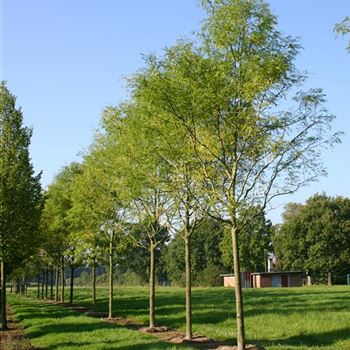 GTIN_Sol_baum_5xv_300-400x35-40x500-700_R_MA376_23_09_05_4205.jpg