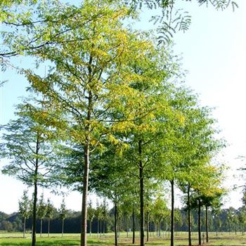 GTIN_Sol_baum_5xv_300-400x35-40x500-700_R_ROG427_21_09_06_13410.jpg