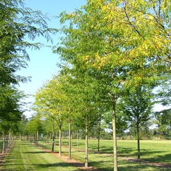 GTIN_Sol_baum_5xv_300-400x40-45x500-700_R_ROG427_2_21_09_06_13411.jpg