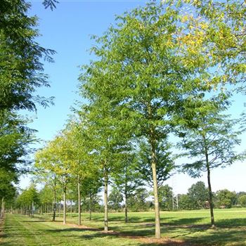 GTIN_Sol_baum_5xv_300-400x40-45x500-700_R_ROG427_21_09_06_13412.jpg