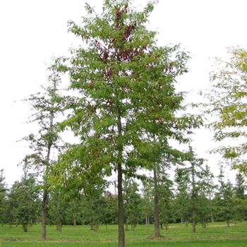 GTIN_Sol_baum_6xv_300-400x40-45x700-900_O-1048_06_10_10_jh_35728.jpg
