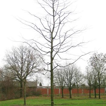 GTIN_Sol_baum_6xv_300-400x40-45x700+_R_BU1133_2_28_11_08_26543.jpg