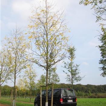 GTIN_Sol_baum_6xv_300-400x40-45x700-900_R-43_06_10_14_jh_40242.jpg