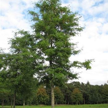 GTIN_Sol_baum_6xv_300-400x45-50x700-900_R-542_29_09_15_jh_41415.jpg