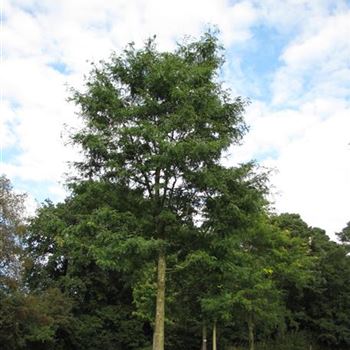 GTIN_Sol_baum_6xv_300-400x50-60x700-900_R-542_29_09_15_jh_41416.jpg