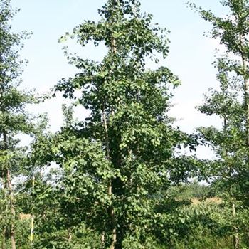 GBI_Sol_6xv_3GST_200-300x500-600_OH_GA1236_2_30_08_05_3516.jpg