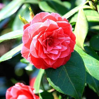 Camellia_Bluete_rosarot_G_PA_16-04-07.jpg