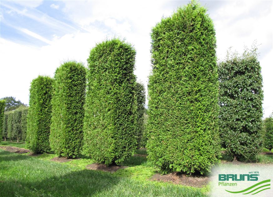 Thuja occidentalis 'Brabant' von Bruns Pflanzen