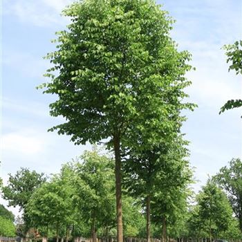 TPL_Sol_baum_5xv_200-300x30-35x500-700_R_ROE36-37_09_06_08_24095.jpg