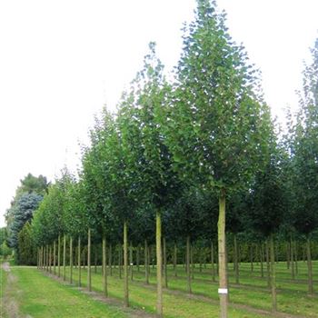TPL_Sol_baum_5xv_200-300x35-40x400-500_R_x_R_Thomssen_14_09_09_30861.jpg