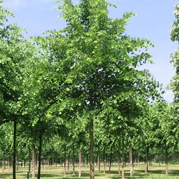 TPL_Sol_baum_5xv_200-300x35-40x500-700_R_HA2_09_06_08_24082.jpg