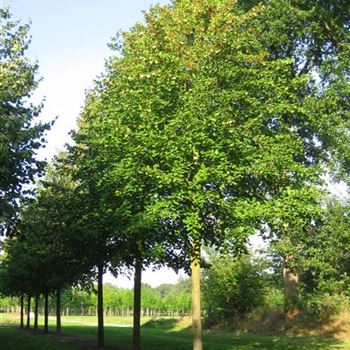 TPL_Sol_baum_6xv_300-400x50-60x500-700_R_39-40_16_09_09_30939.jpg
