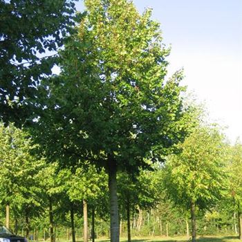 TPL_Sol_baum_6xv_300-400x70-80x500-700_R_STE56_16_09_09_30866.jpg