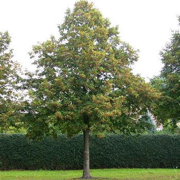 TPL_Sol_baum_7xv_300-400x70-80x700-900_R_J_HE371-72_27_09_06_13563.jpg