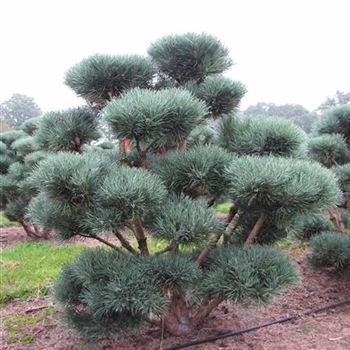 PSWA_Bonsai-Form_6xv_125-150x150-175_O-607-05-02_07_01_16_wr_41991.jpg