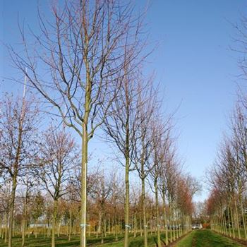 TCGR_Sol_baum_4xv_150-200x25-30x500_STH250_R_STE49_2_23_11_04_16973.jpg