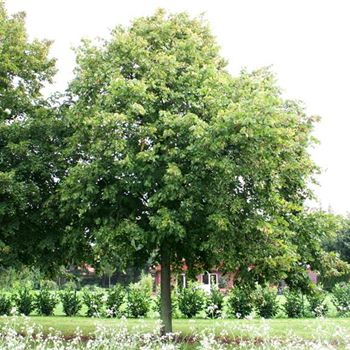 TPL_Sol_baum_8xv_400-600x70-80x900-1200_R_J_HE371_2_23_08_06_12929.jpg