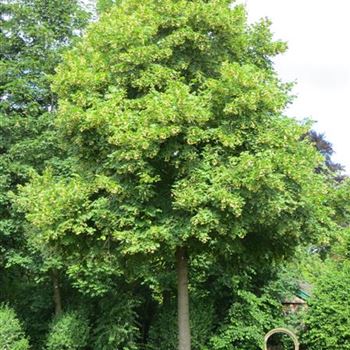 TPL_Sol_baum_8xv_400-600x80-90x900-1200_R-372_12_06_14_jh_40873.jpg