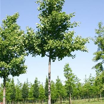 GBPSE_Sol_baum_5xv_100-150x20-25x400-500_R_ON1061_12_06_06_11989.jpg
